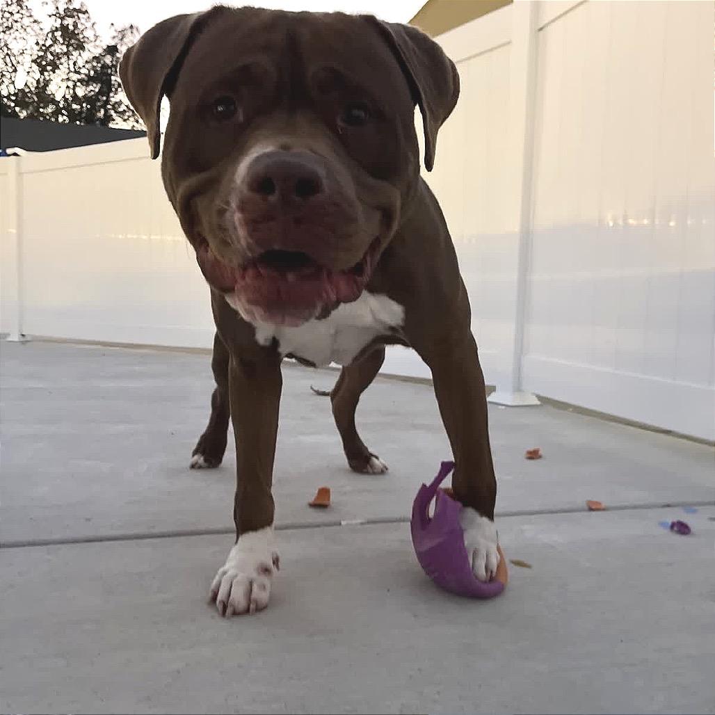 Enlarge Mellow, a Adoptable Pit Bull Terrier in Harrisonburg, VA image 6/6