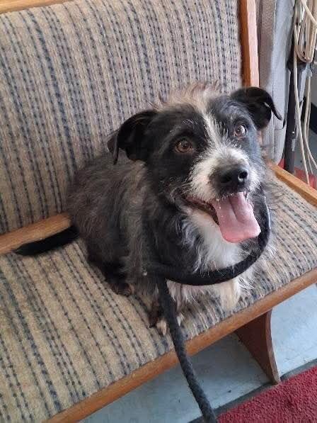 Nebo, Adoptable, Adult Male Terrier.