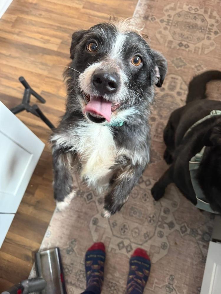 Enlarge Nebo, a Adoptable Terrier in Irwin, PA image 4/6