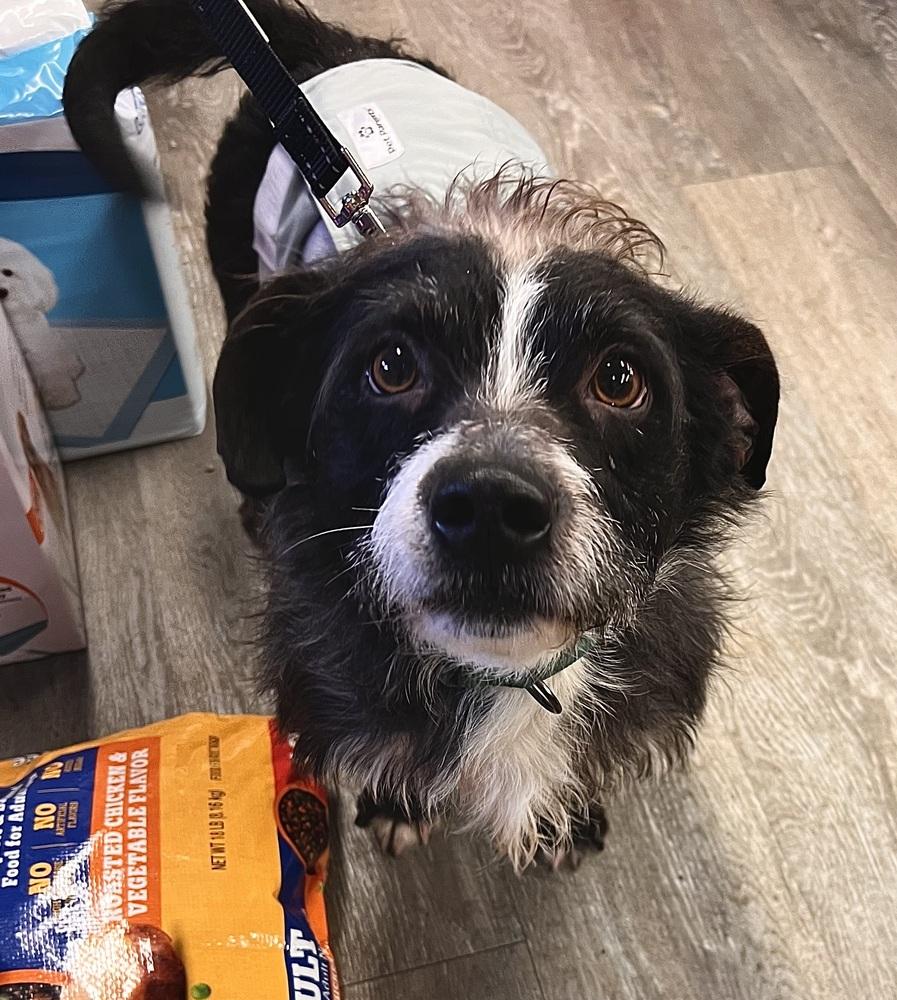 Enlarge Nebo, a Adoptable Terrier in Irwin, PA image 5/6