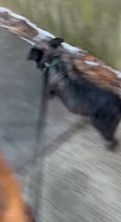 Enlarge Nebo, a Adoptable Terrier in Irwin, PA video 6/6