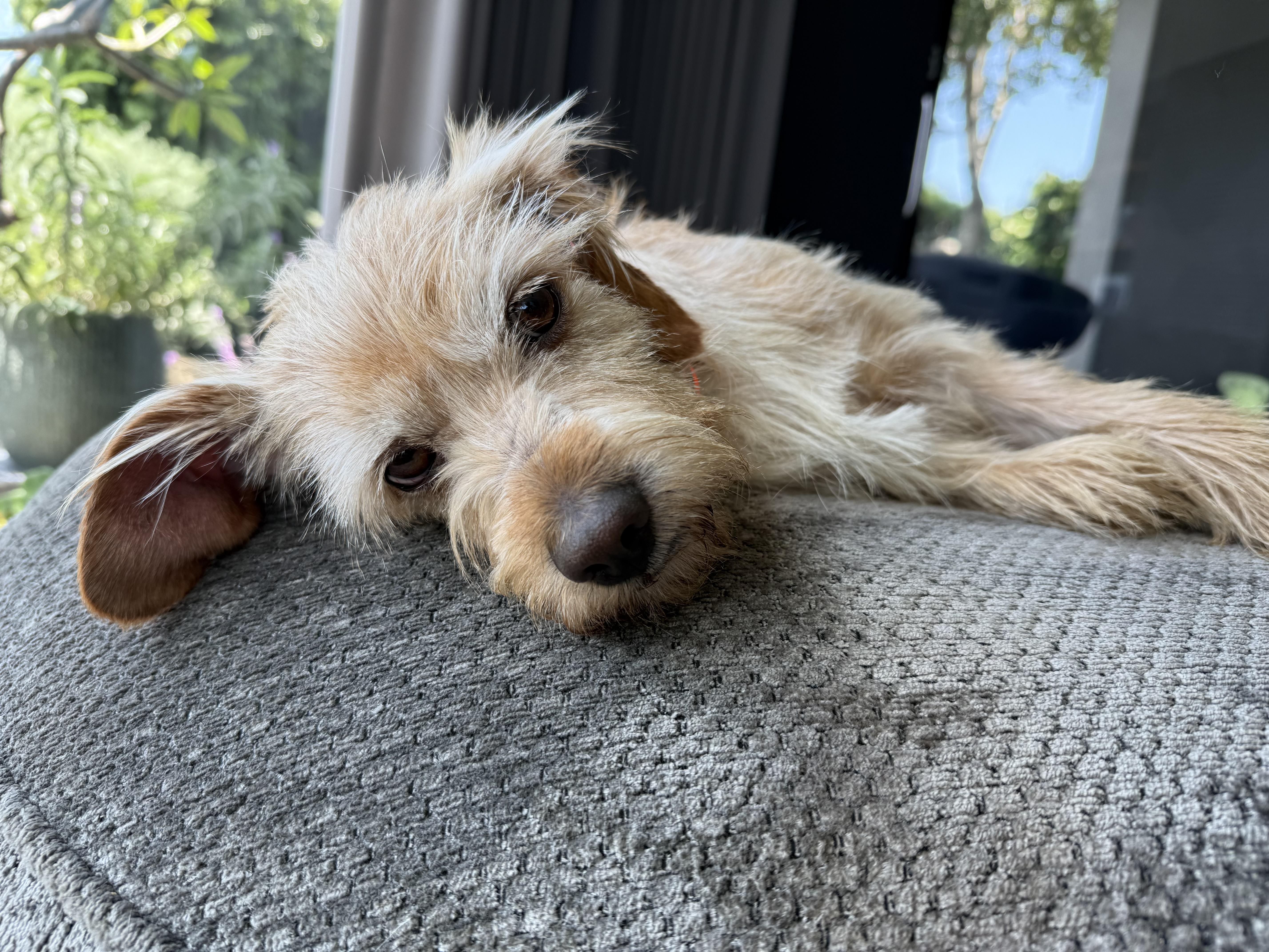 O'BRIEN (aka OBI aka PUPPY)