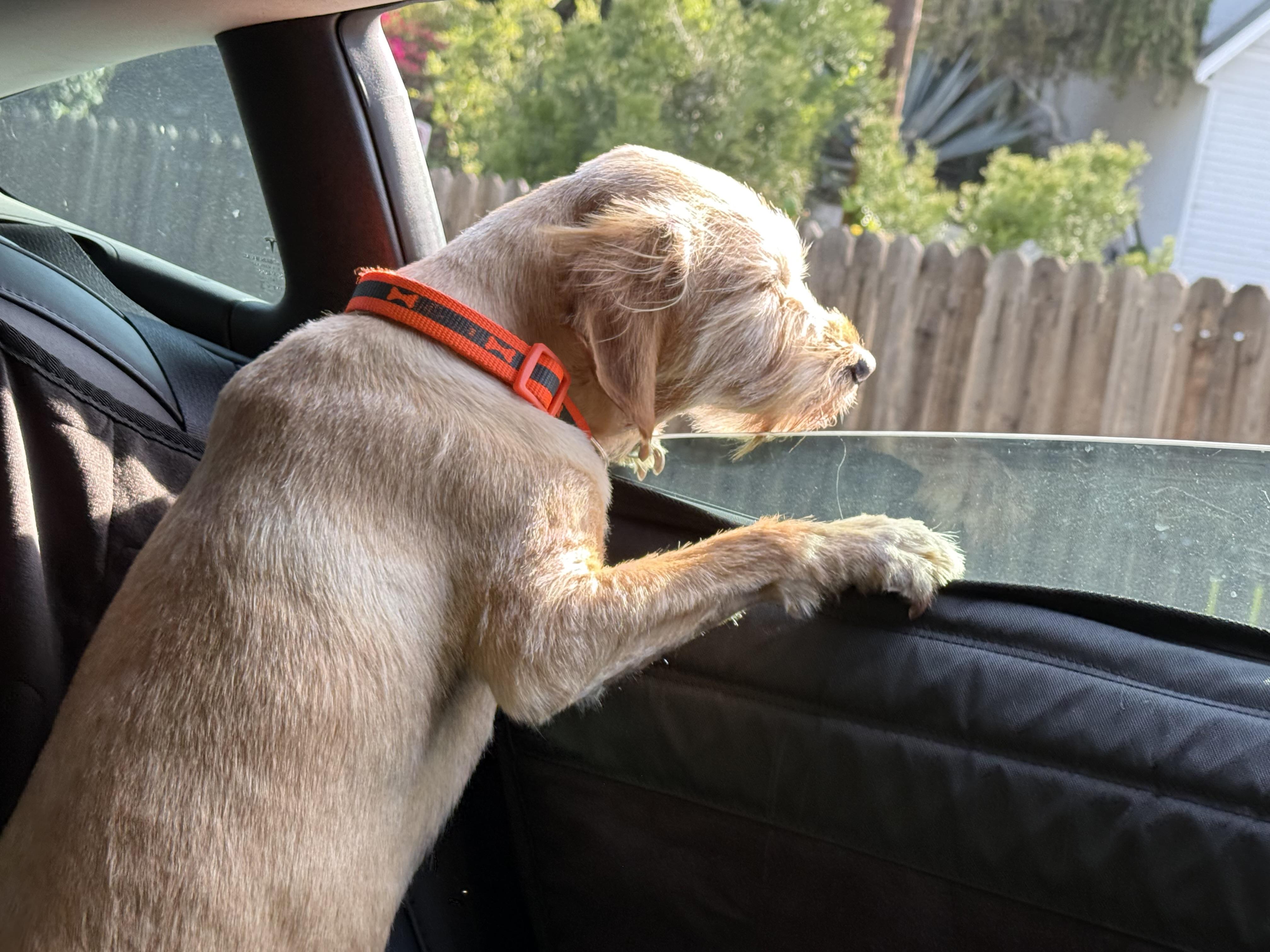 O'BRIEN (aka OBI aka PUPPY)