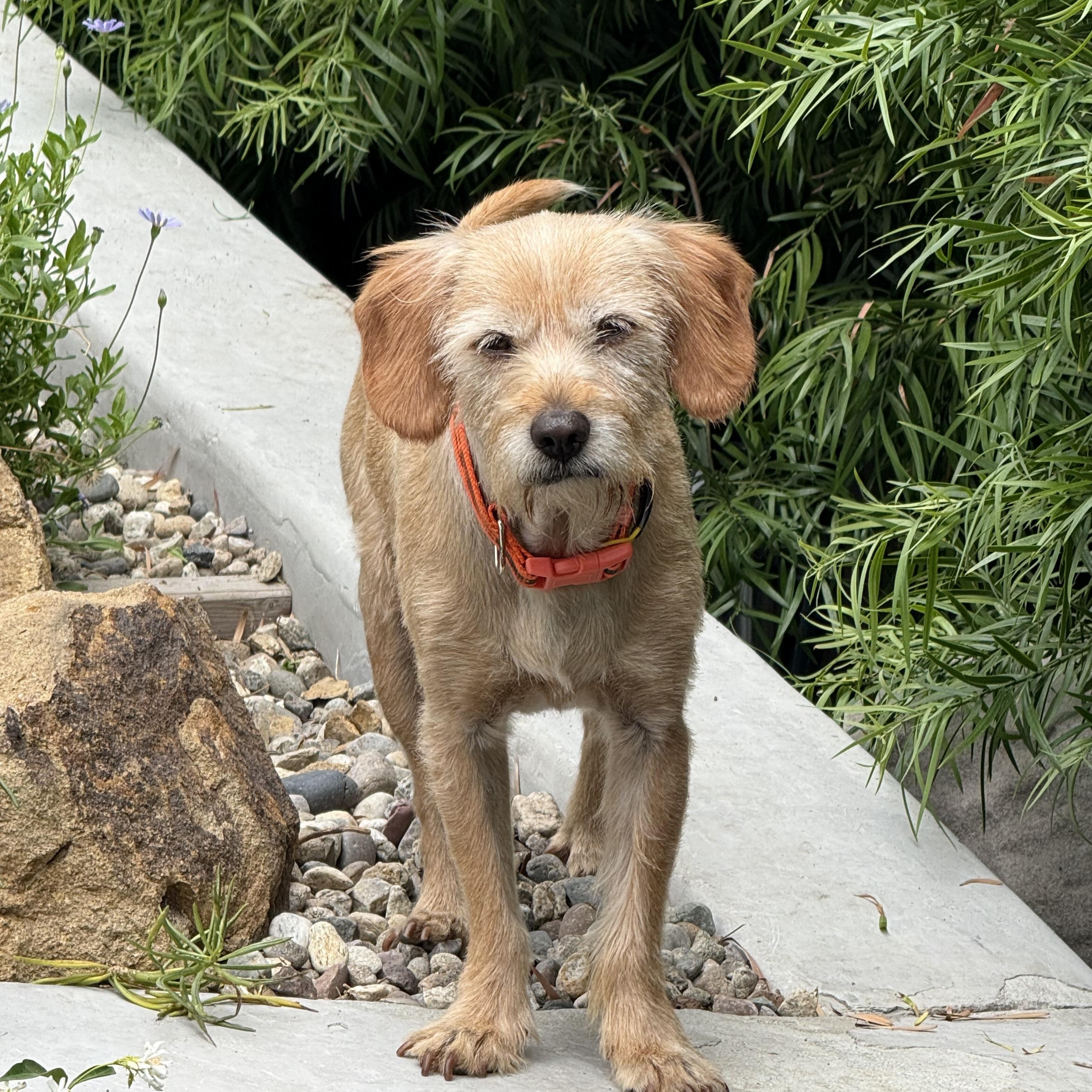 O'BRIEN (aka OBI aka PUPPY), Adult Male Terrier