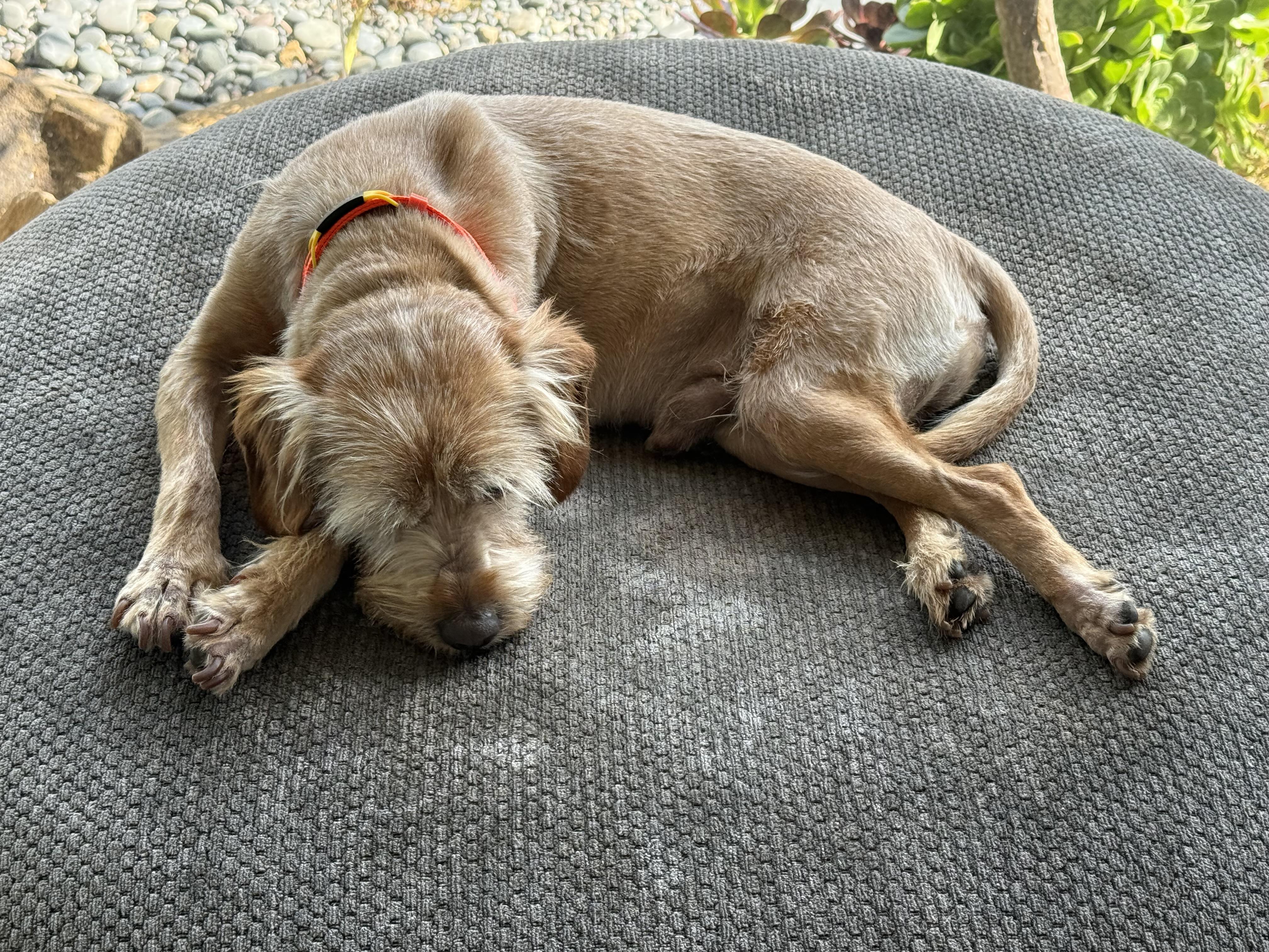 O'BRIEN (aka OBI aka PUPPY)