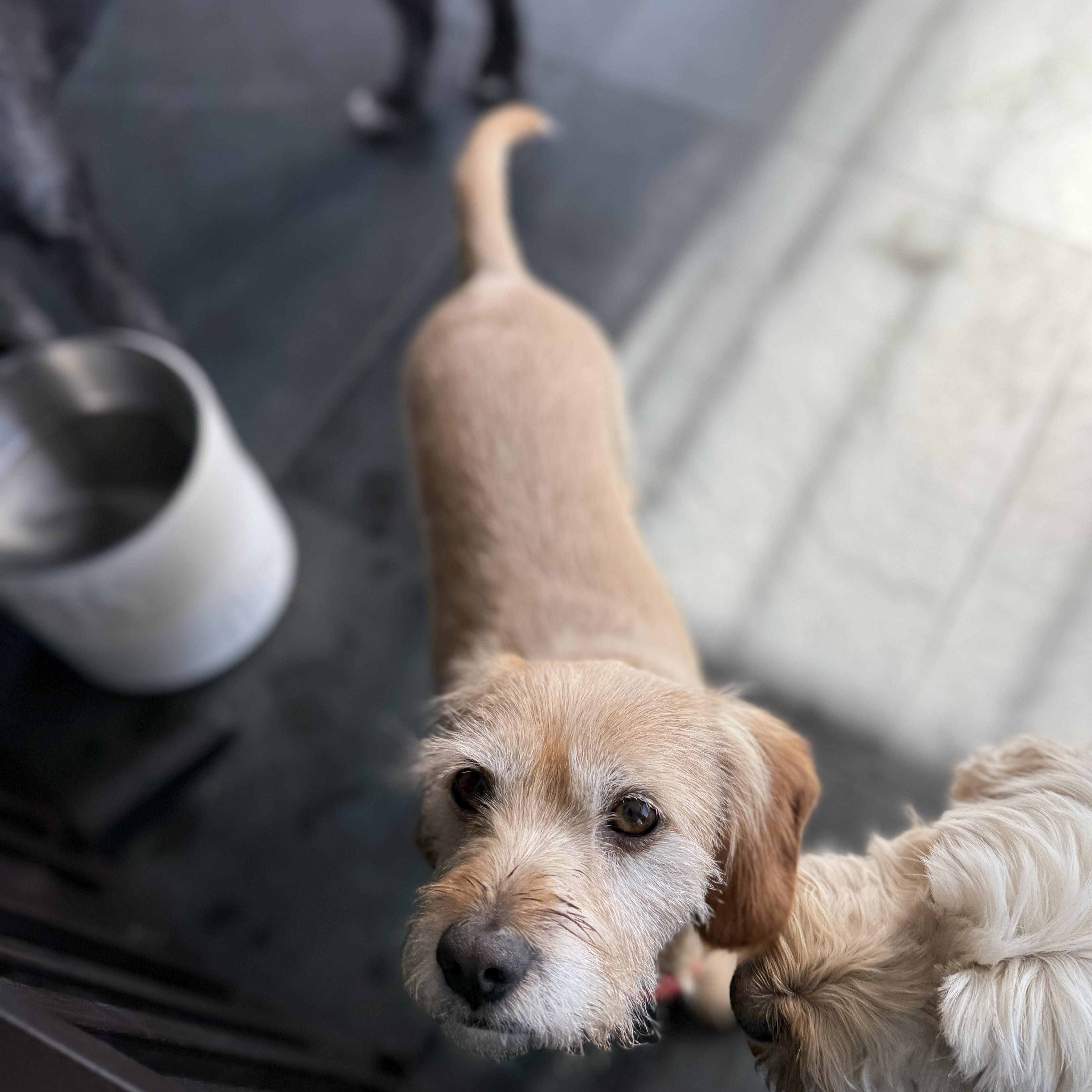 O'BRIEN (aka OBI aka PUPPY)