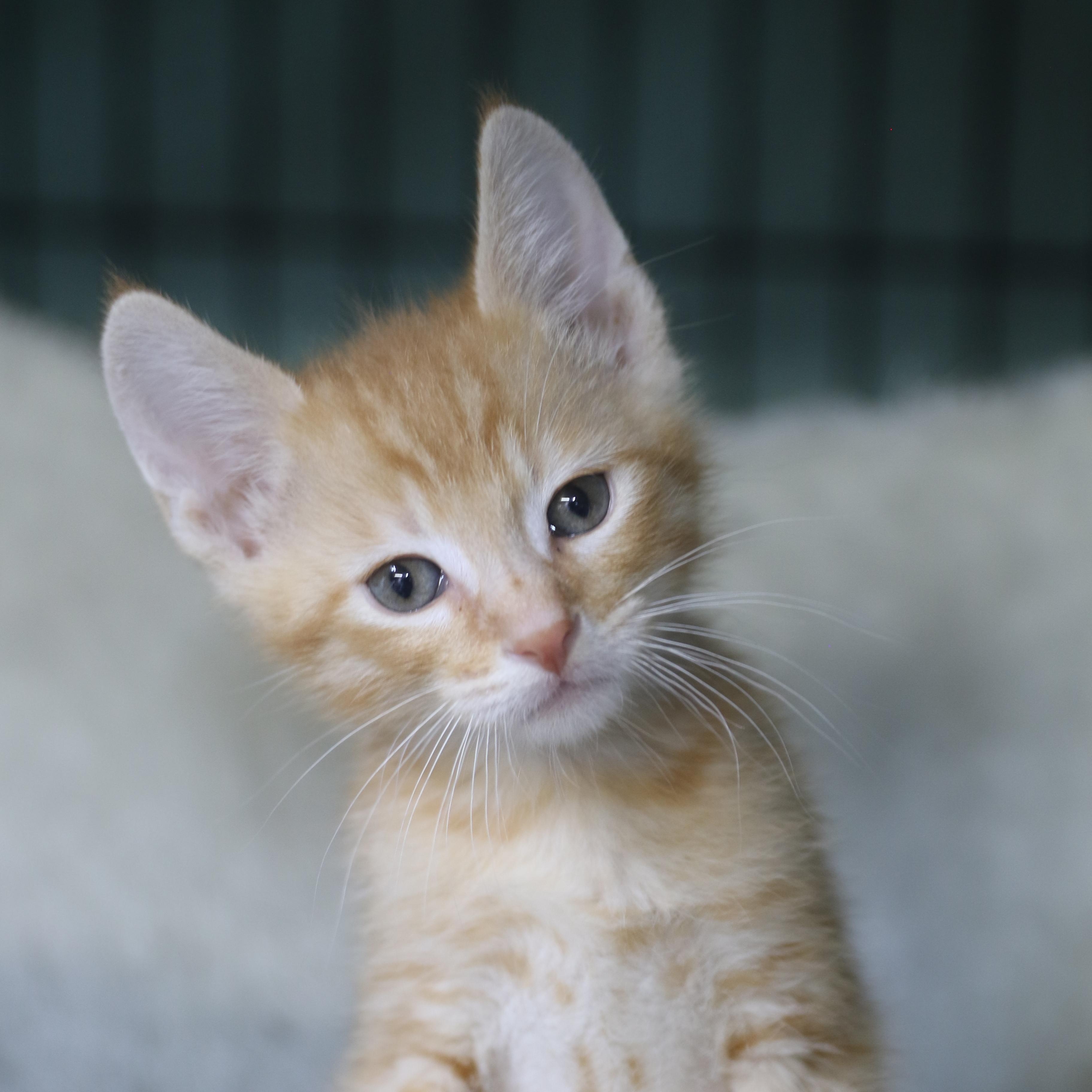 Napi, Adoptable, Kitten Male Tabby.