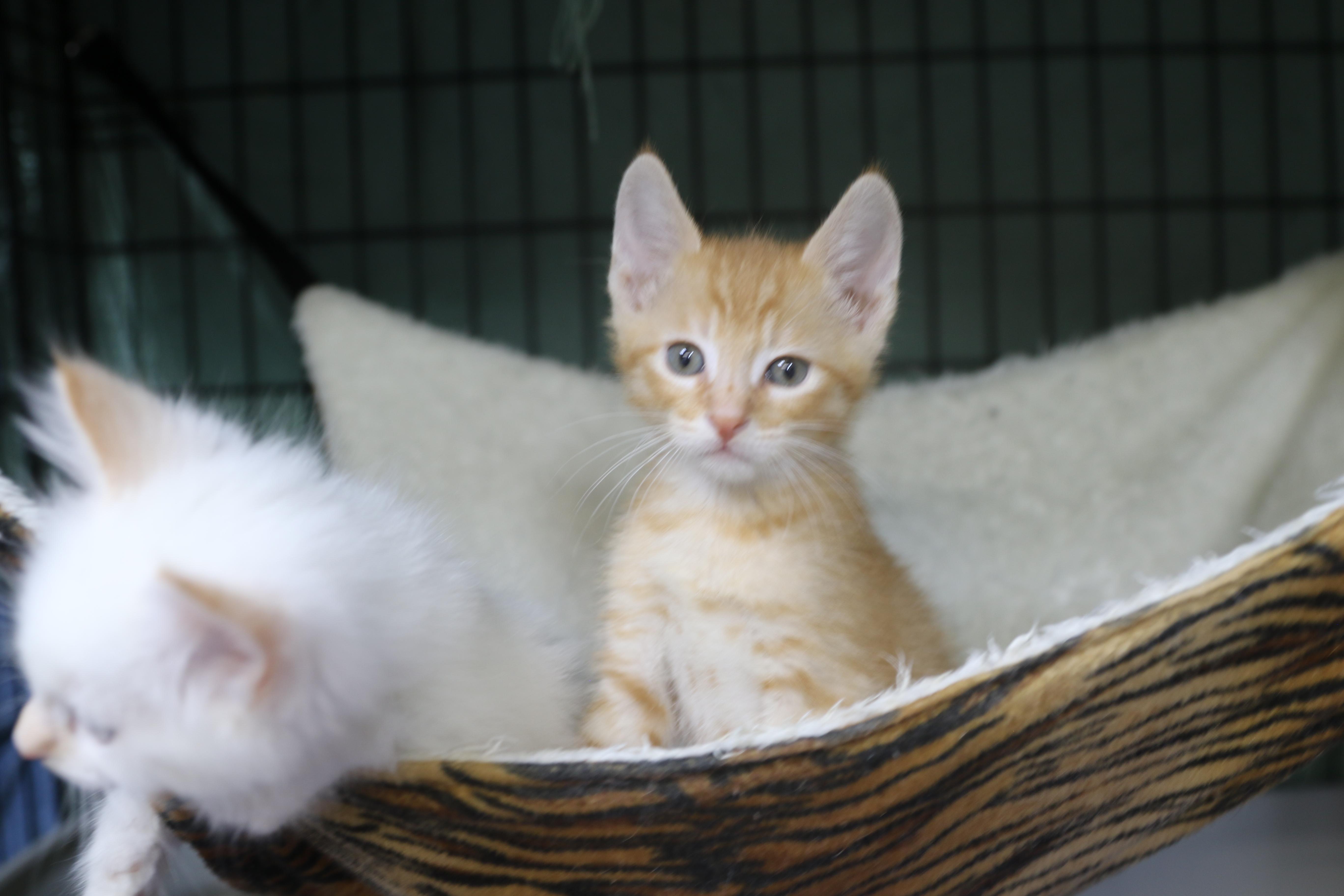 Enlarge Napi, a Adoptable Tabby in Cut Bank, MT image 4/5