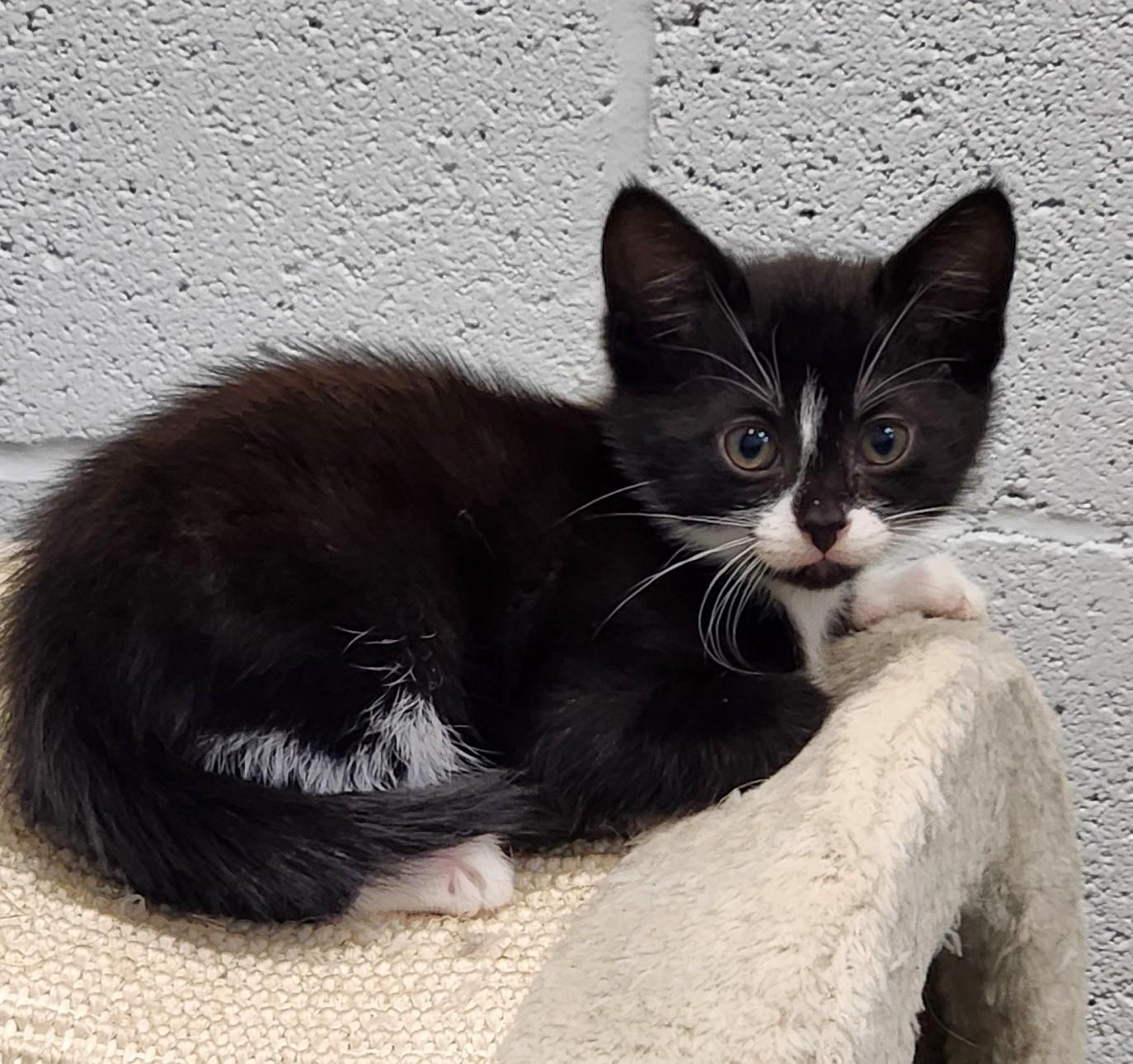 Sir Cedric, a ADOPTABLE mixed breed in Siloam Springs, AR image 3/4