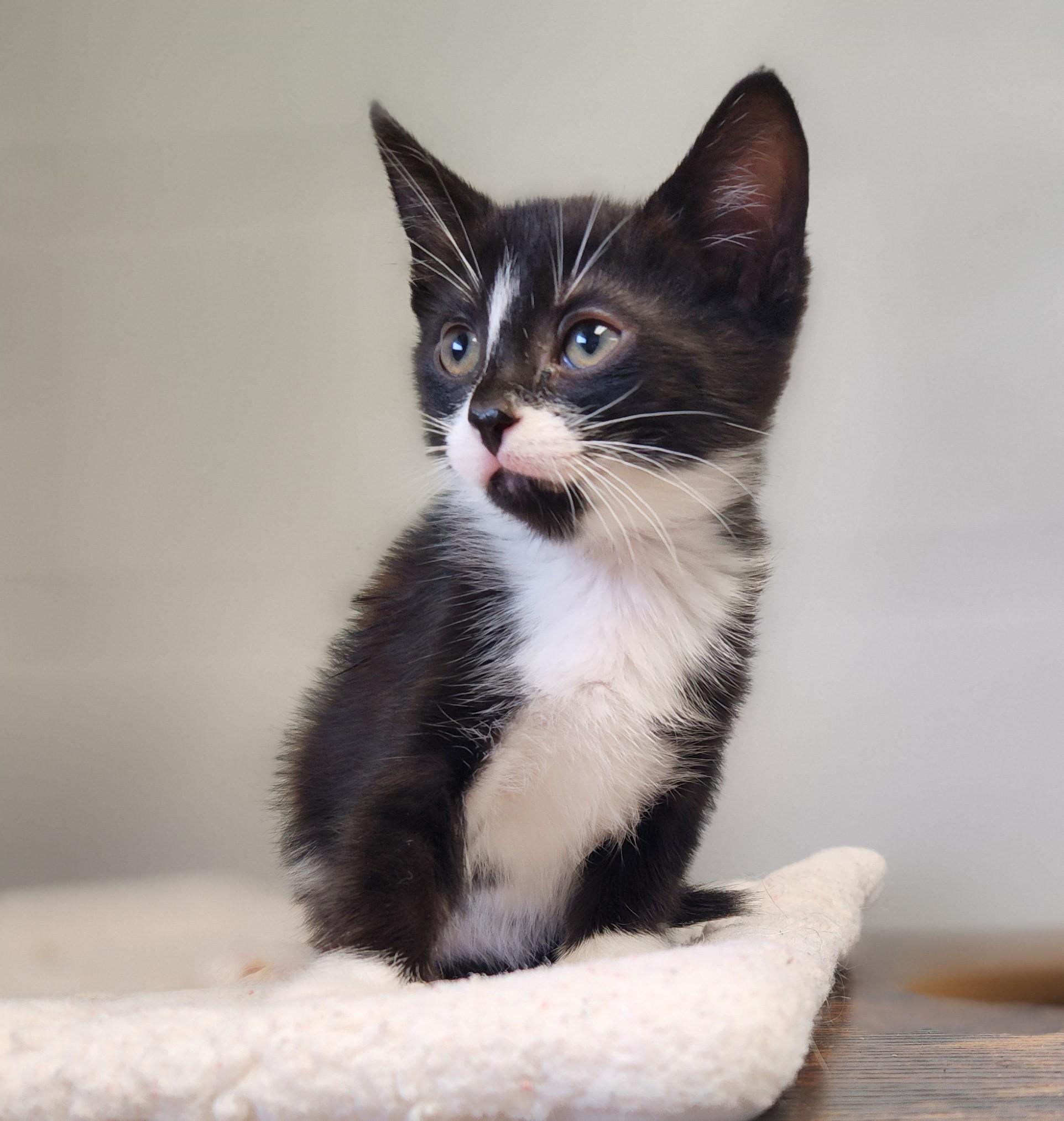 Sir Cedric, ADOPTABLE, Kitten Male Tuxedo.
