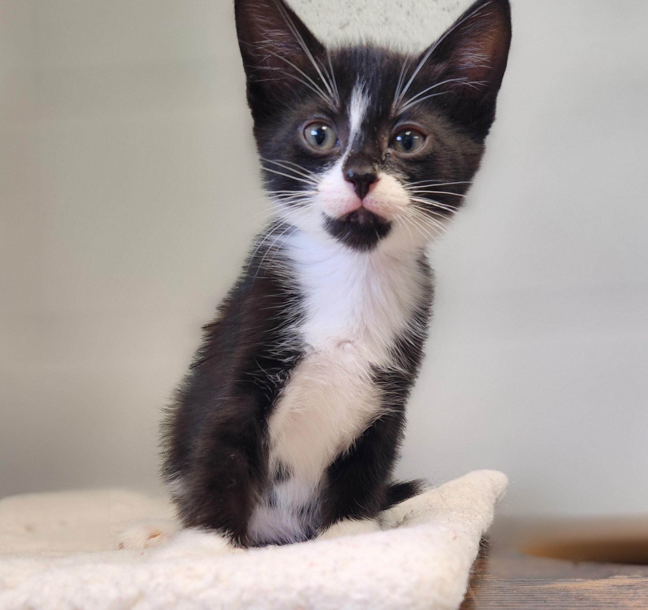 Sir Cedric, a ADOPTABLE mixed breed in Siloam Springs, AR image 2/4
