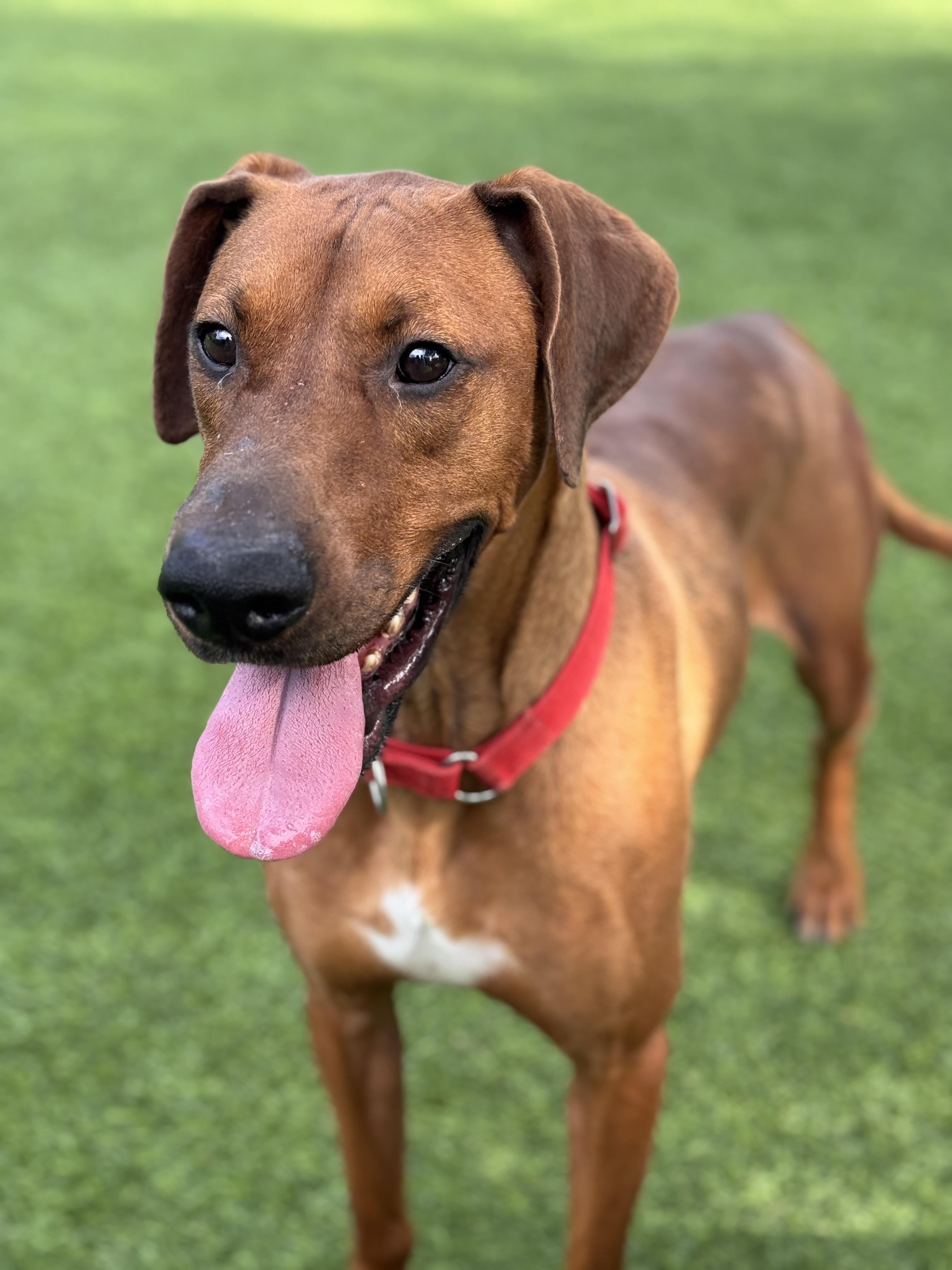 Enlarge Red, a Adoptable mixed breed in Claremont , CA image 1/6