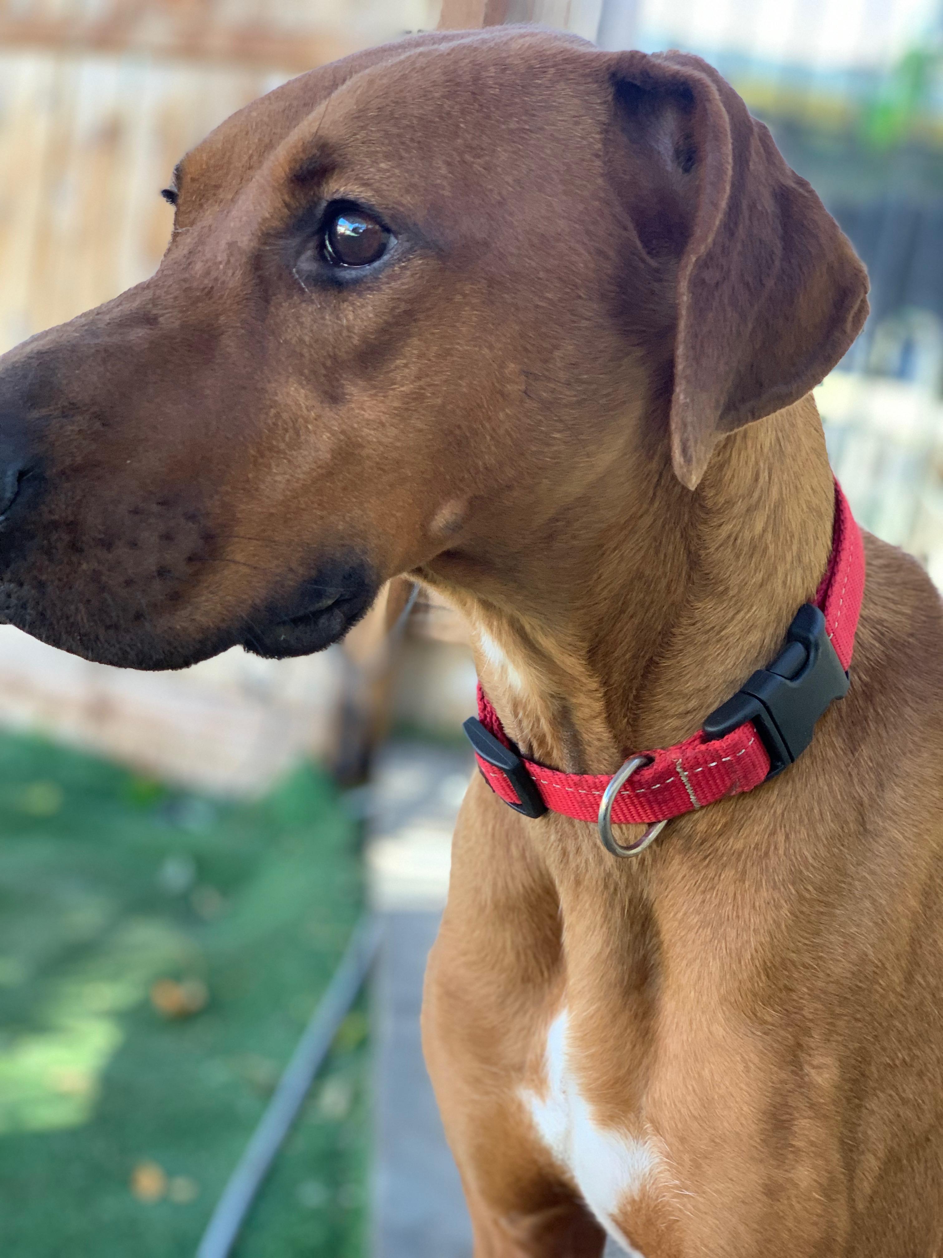 Red, Adoptable, Young Male Doberman Pinscher & Boxer.