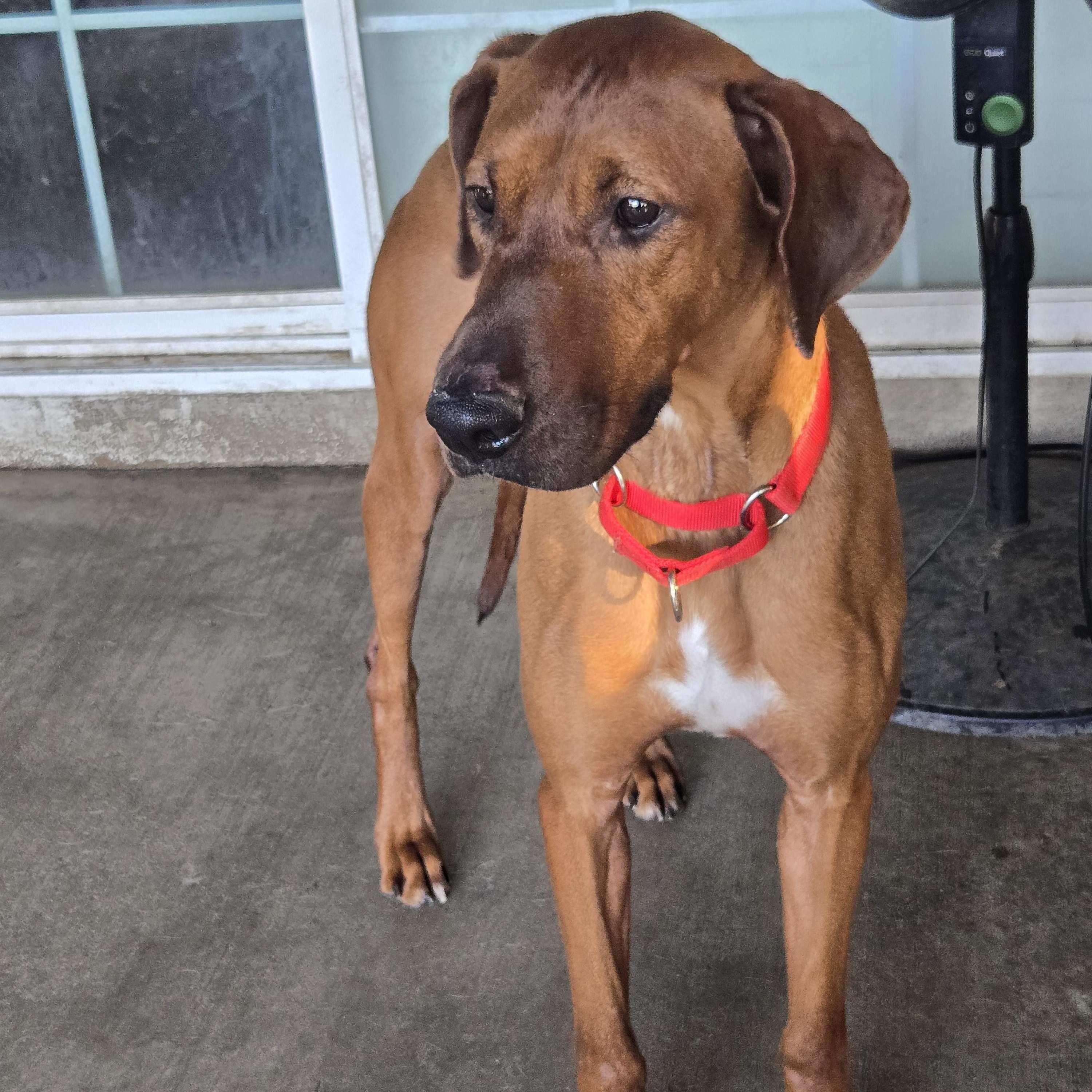 Enlarge Red, a Adoptable mixed breed in Claremont , CA image 5/6