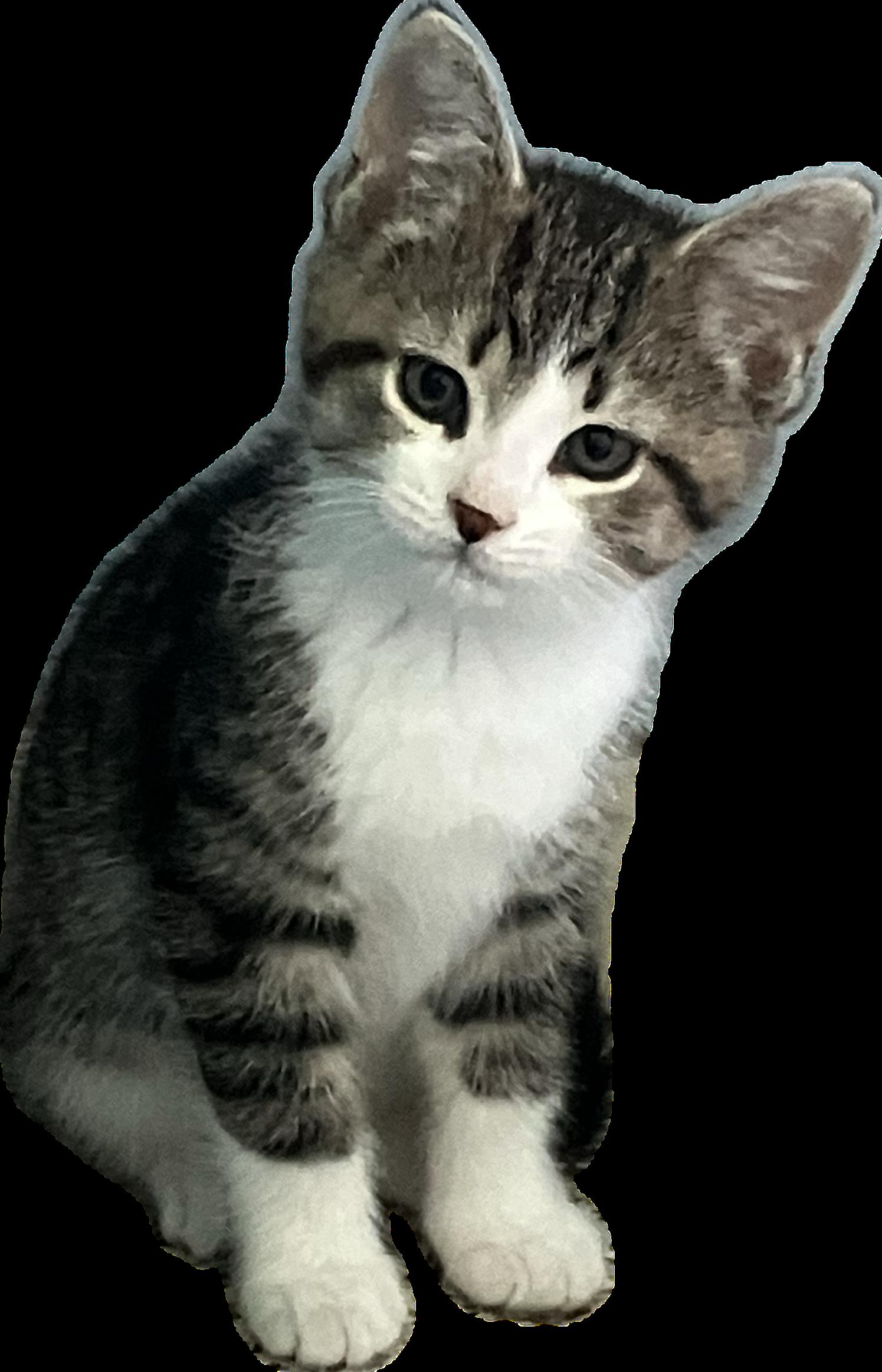 Enlarge Root, a Adopted Domestic Short Hair in Trexlertown, PA image 1/1