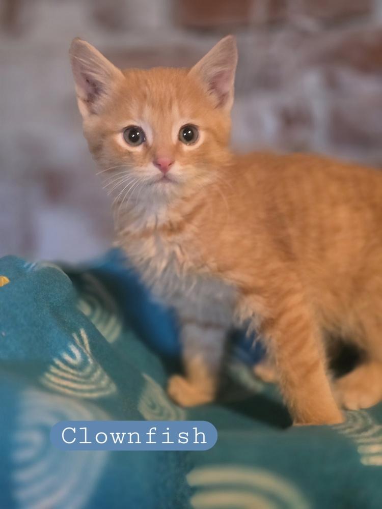 Clownfish, Adoptable, Kitten Male Domestic Short Hair.