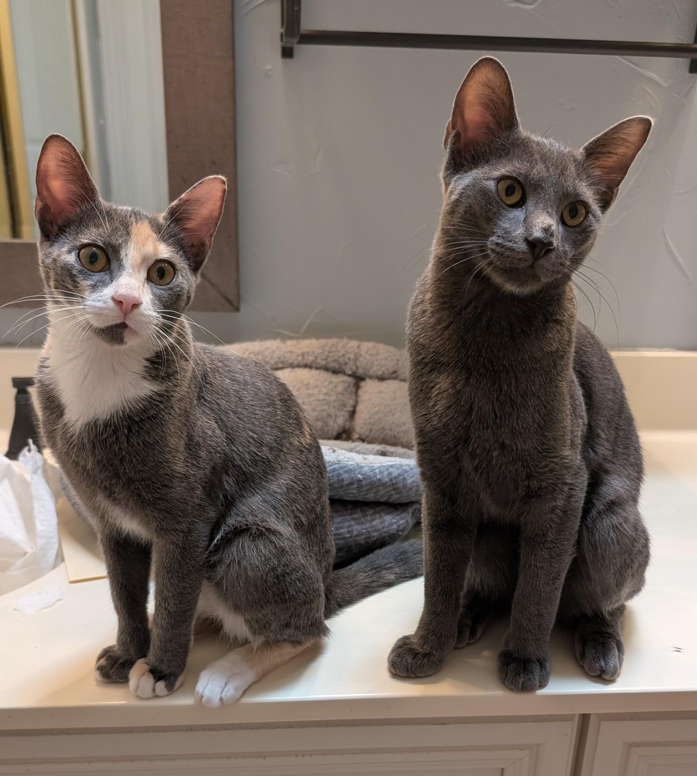 Enlarge Chloe, a Adoptable Domestic Short Hair in Grand Rapids, MI image 3/6