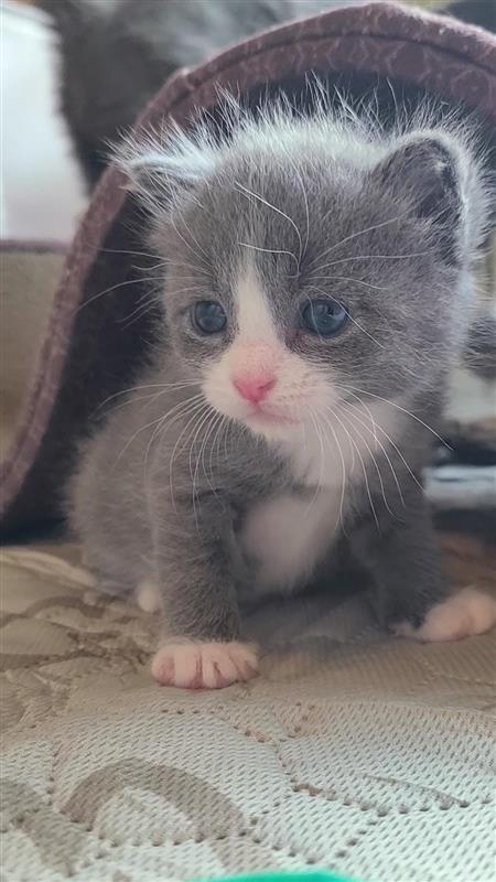 Fred, Adoptable, Kitten Male Domestic Short Hair.