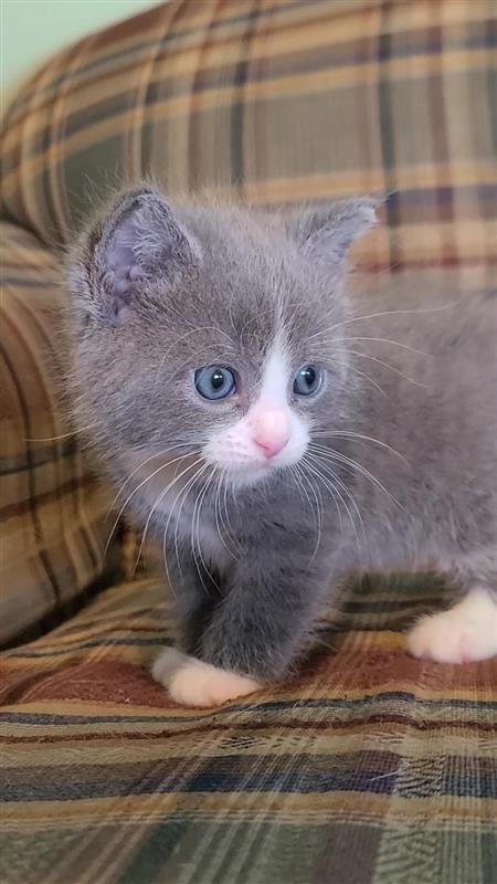 Enlarge Fred, a Adoptable mixed breed in Fayetteville, AR image 3/5