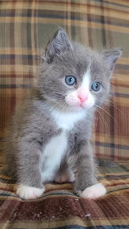 Enlarge Fred, a Adoptable mixed breed in Fayetteville, AR image 5/5