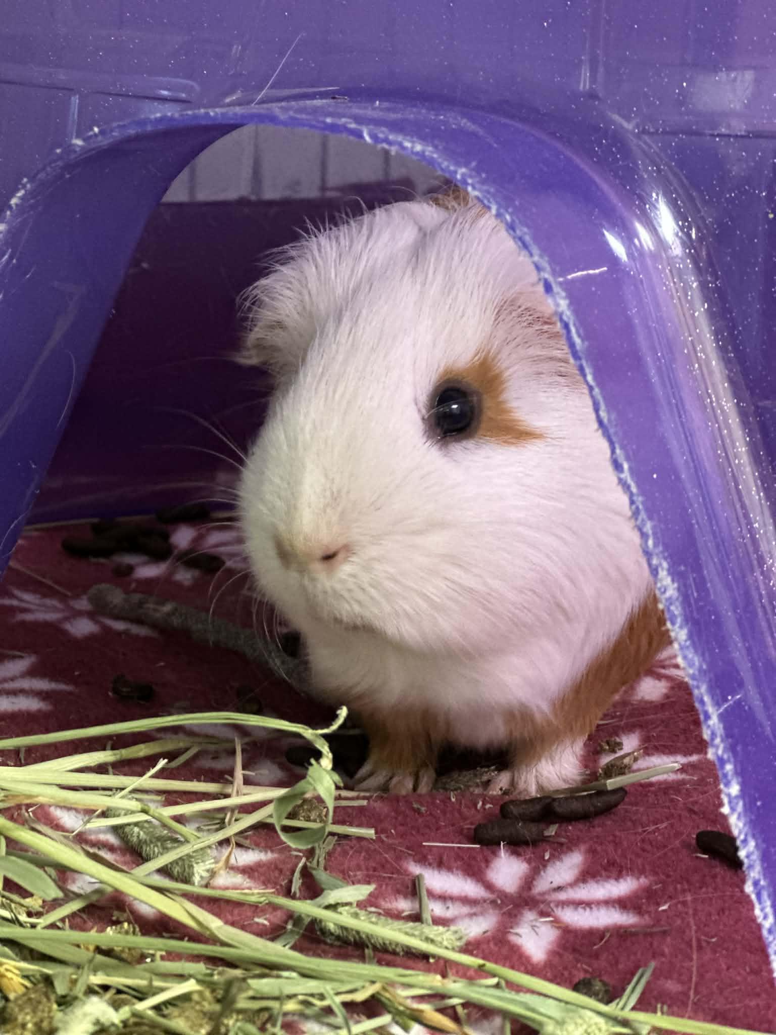 Enlarge Timmy, a ADOPTABLE Guinea Pig in Iowa City, IA image 1/2