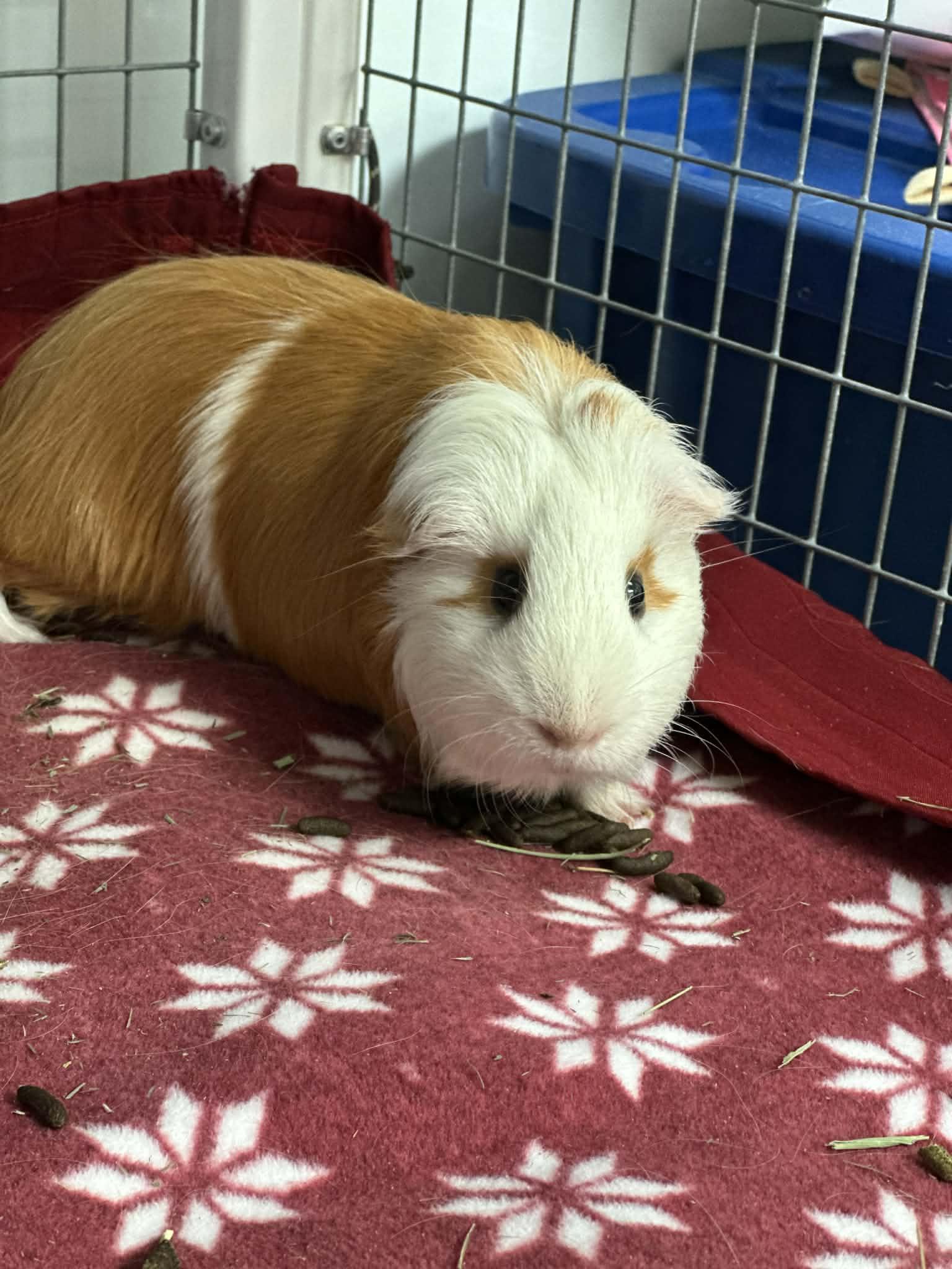Enlarge Timmy, a ADOPTABLE Guinea Pig in Iowa City, IA image 2/2