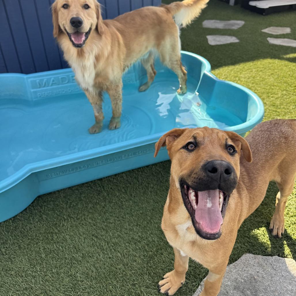 Corduroy, Adoptable, Puppy Male Boxer & Pit Bull Terrier.