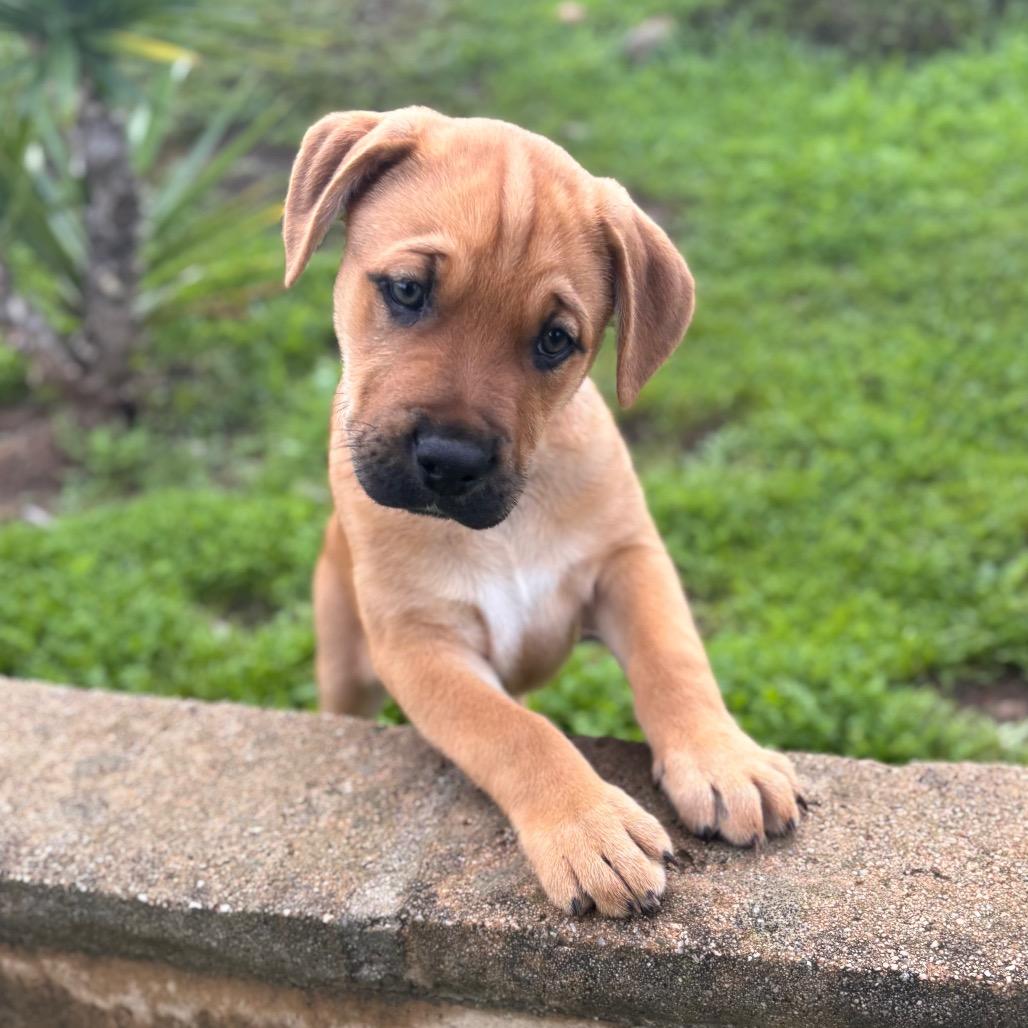 Enlarge Corduroy, a Adoptable mixed breed in San Diego, CA image 2/5