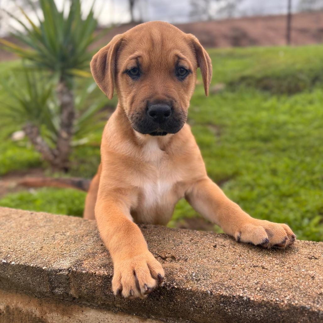 Enlarge Corduroy, a Adoptable mixed breed in San Diego, CA image 3/5