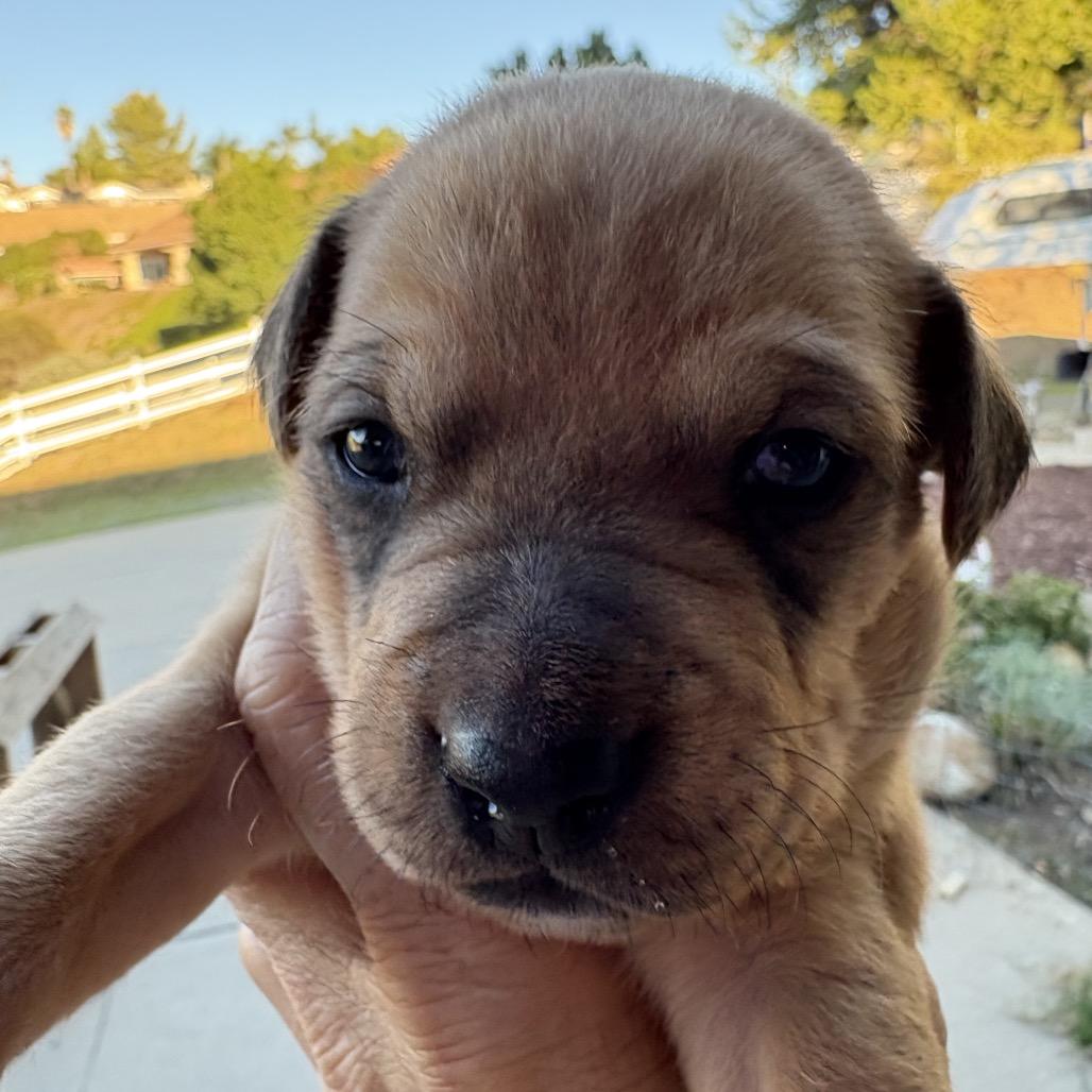 Enlarge Corduroy, a Adoptable mixed breed in San Diego, CA image 4/5