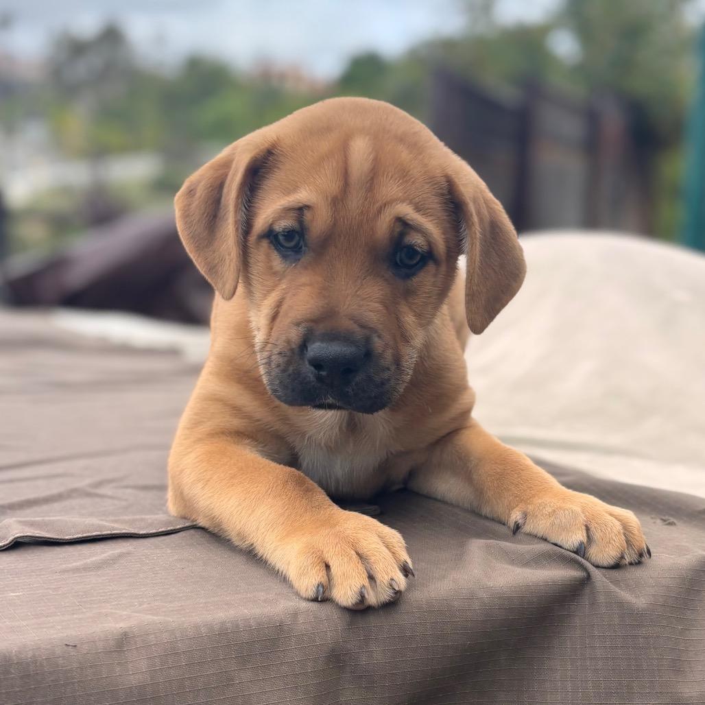 Enlarge Corduroy, a Adoptable mixed breed in San Diego, CA image 5/5