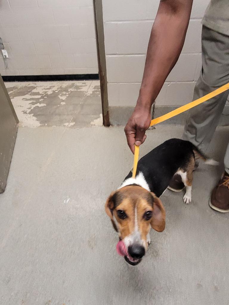 Travis, a Adoptable mixed breed in Hopkinsville, KY image 1/2