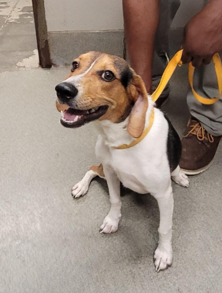 Travis, a Adoptable mixed breed in Hopkinsville, KY image 2/2