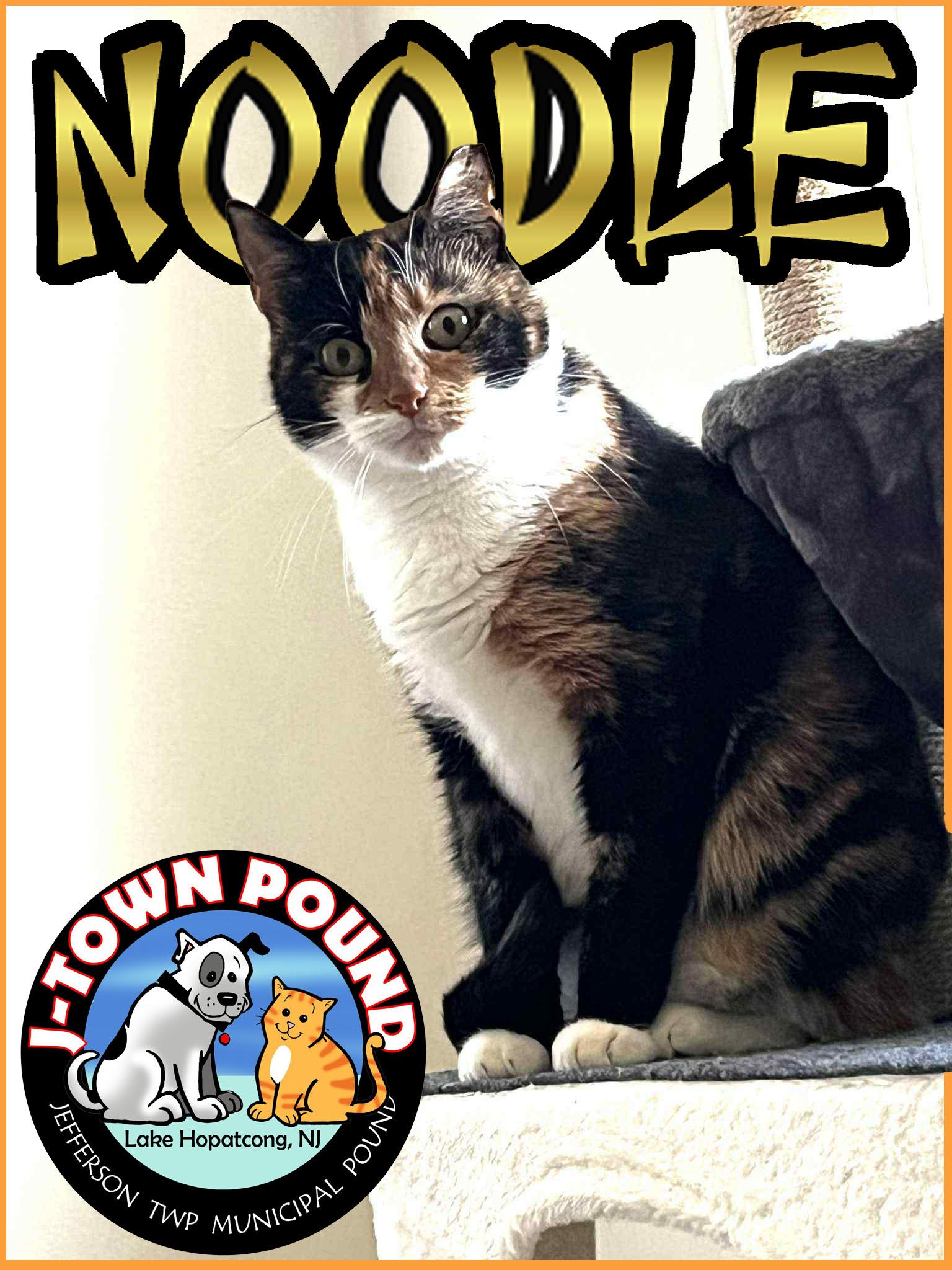 Noodle - Shy but learning to trust!, a Adoptable Domestic Short Hair in Lake Hopatcong, NJ image 3/5