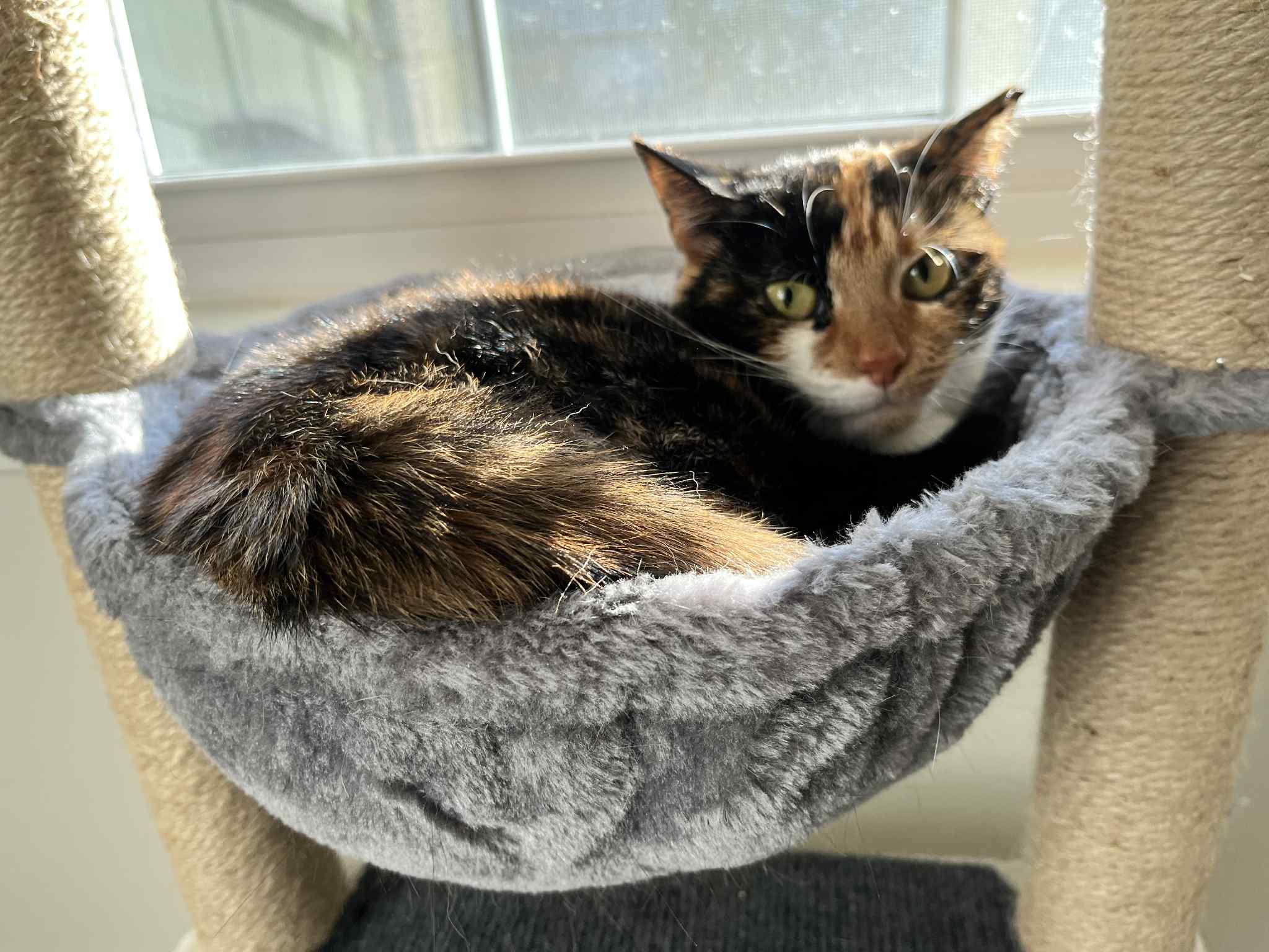 Noodle - Shy but learning to trust!, a Adoptable Domestic Short Hair in Lake Hopatcong, NJ image 4/5