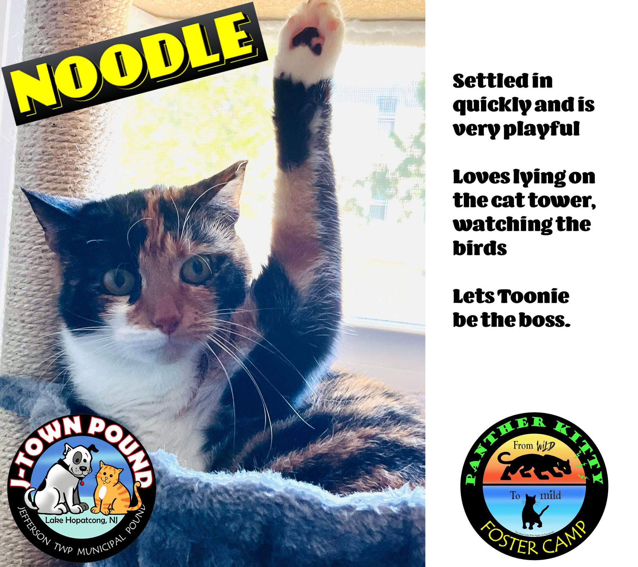 Noodle - Shy but learning to trust!, a Adoptable Domestic Short Hair in Lake Hopatcong, NJ image 1/5