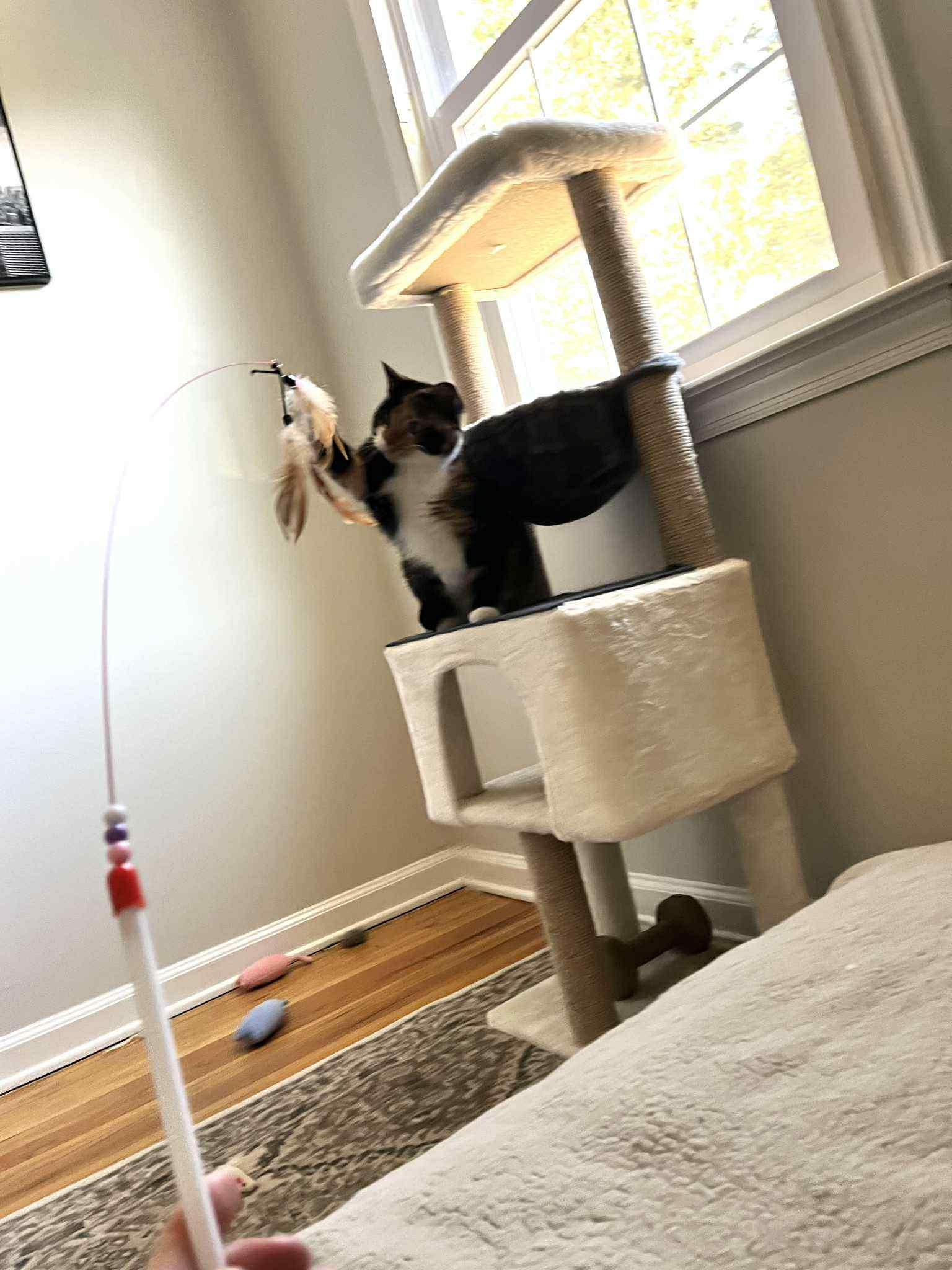 Noodle - Shy but learning to trust!, a Adoptable Domestic Short Hair in Lake Hopatcong, NJ image 2/5