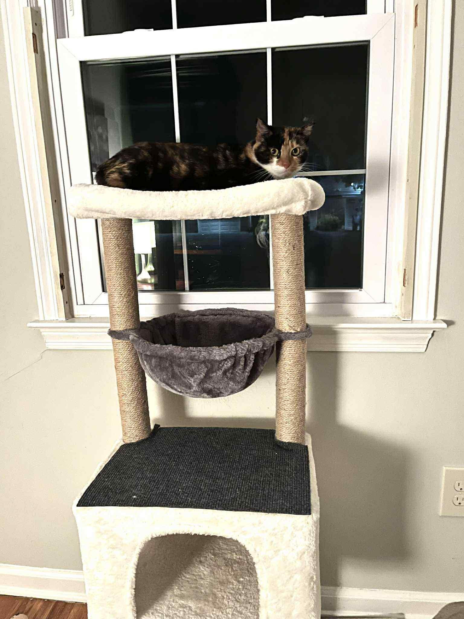 Noodle - Shy but learning to trust!, a Adoptable Domestic Short Hair in Lake Hopatcong, NJ image 5/5