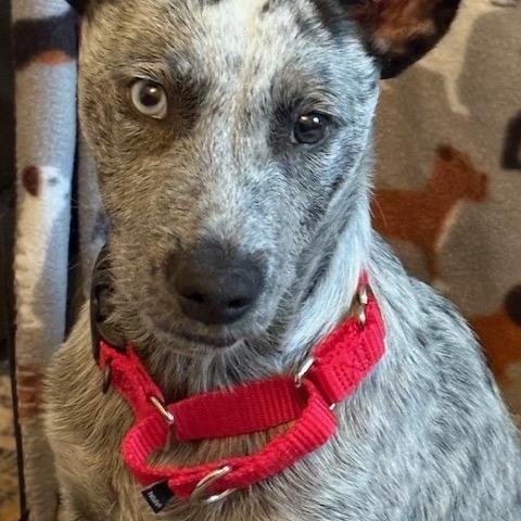 Enlarge Lincoln, an adoptable Australian Cattle Dog / Blue Heeler in Philadelphia, PA image 1/4