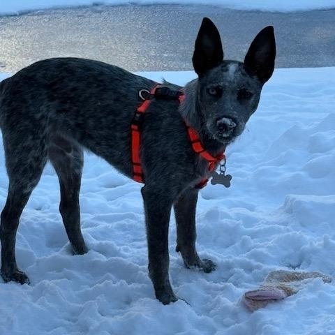 Enlarge Lincoln, an adoptable Australian Cattle Dog / Blue Heeler in Philadelphia, PA image 3/4