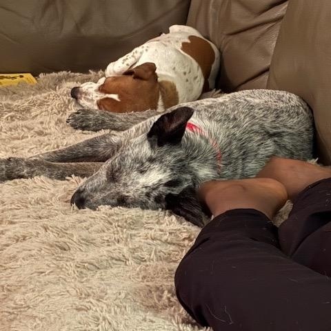 Enlarge Lincoln, an adoptable Australian Cattle Dog / Blue Heeler in Philadelphia, PA image 4/4