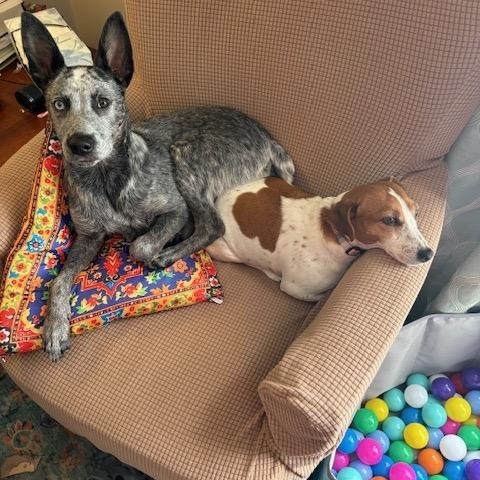 Enlarge Lincoln, an adoptable Australian Cattle Dog / Blue Heeler in Philadelphia, PA image 2/4