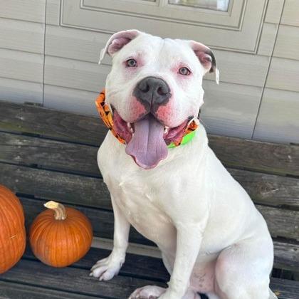 Enlarge Remington, a Adoptable Mixed Breed in DeKalb, IL image 1/4