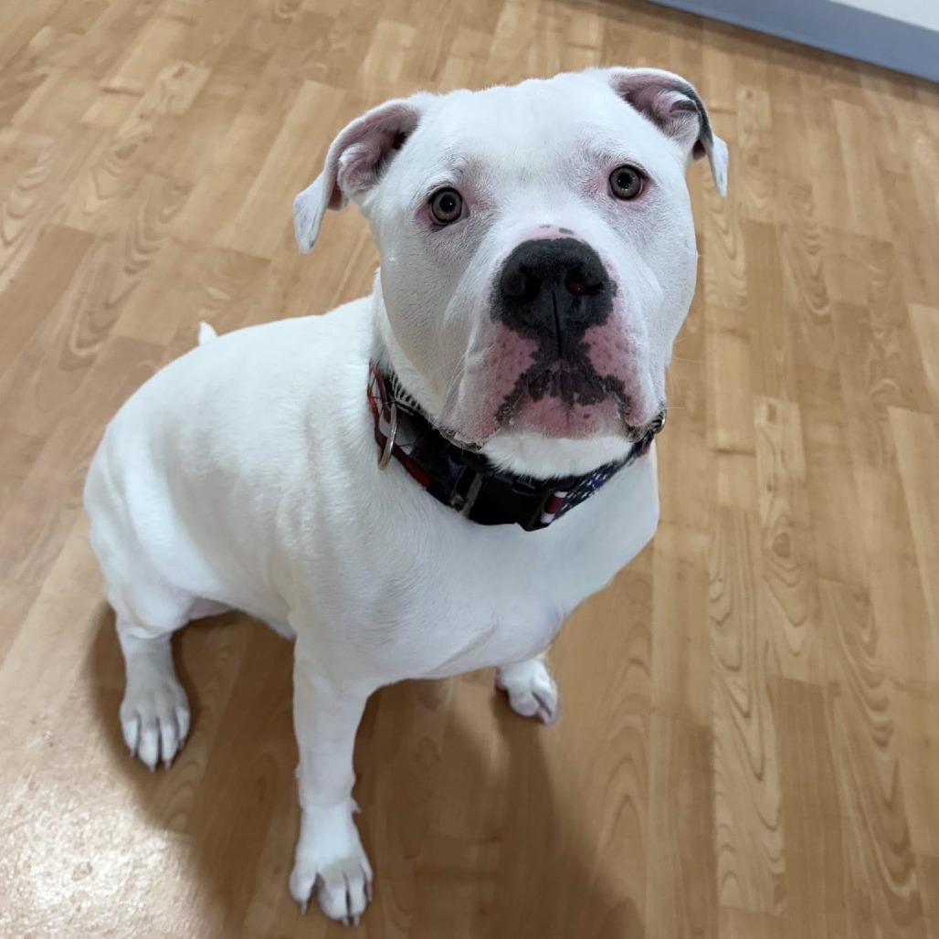 Enlarge Remington, a Adoptable Mixed Breed in DeKalb, IL image 2/6