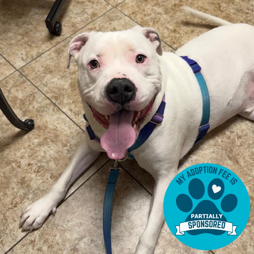 Enlarge Remington, a Adoptable Mixed Breed in DeKalb, IL image 3/6