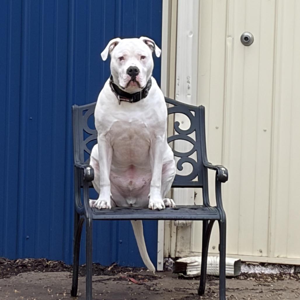 Remington, a Adoptable Mixed Breed in DeKalb, IL image 4/6