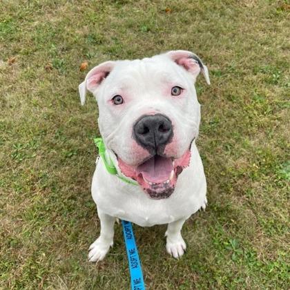 Enlarge Remington, a Adoptable Mixed Breed in DeKalb, IL image 3/4