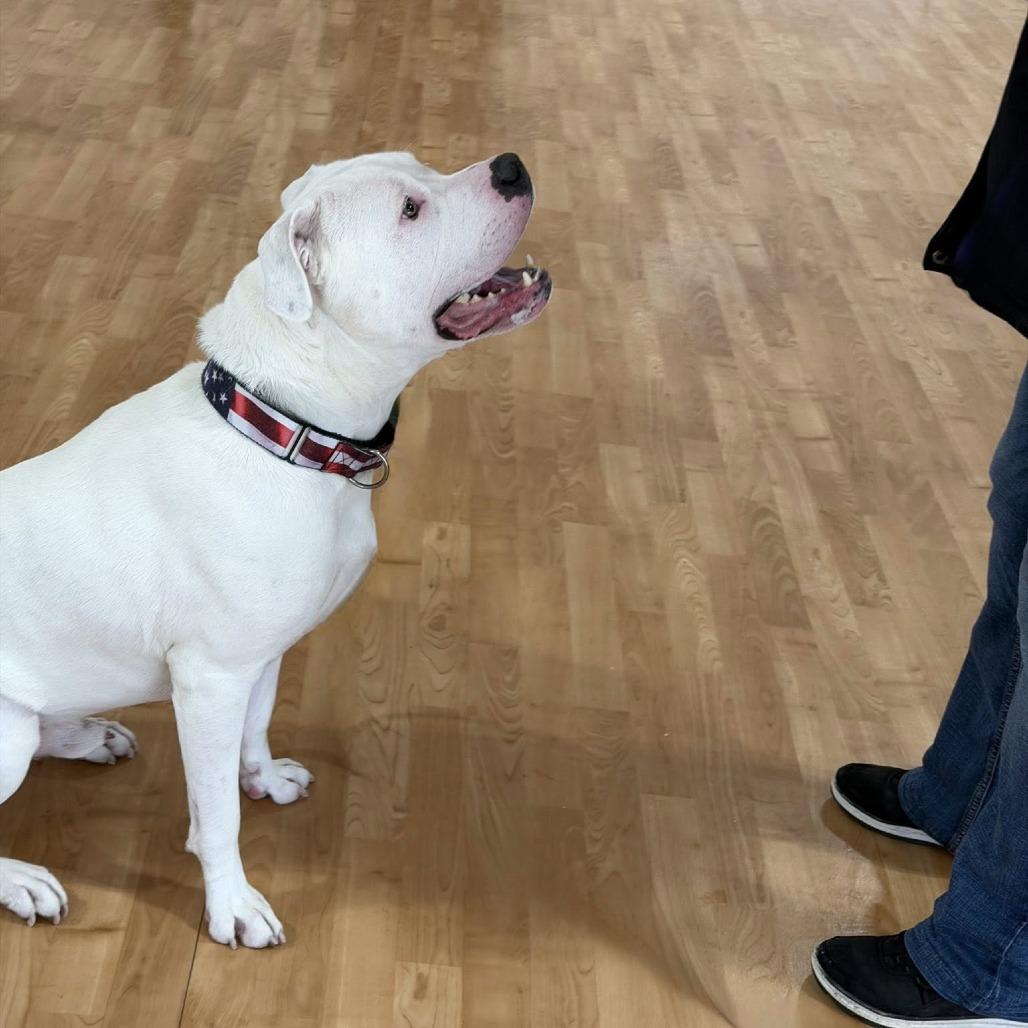 Enlarge Remington, a Adoptable Mixed Breed in DeKalb, IL image 5/6