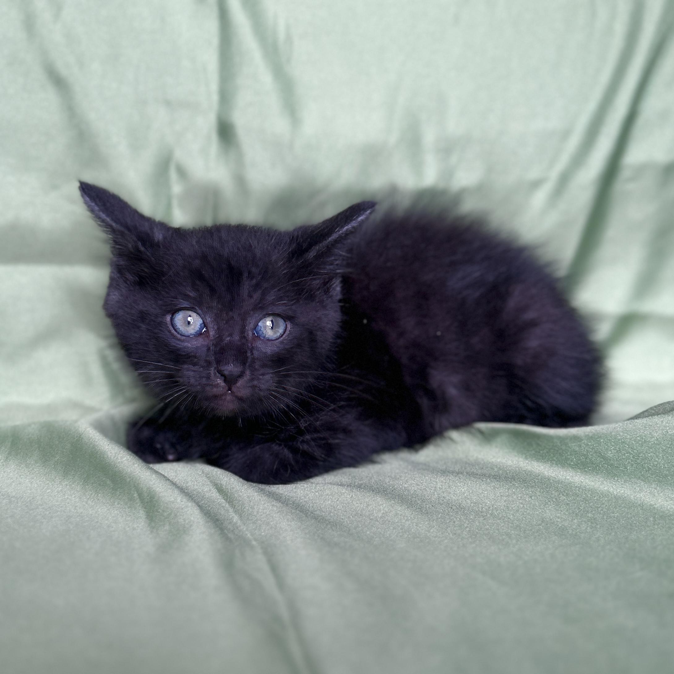 Enlarge SPARKY, a Adoptable Domestic Short Hair in Rowland Heights, CA image 1/3