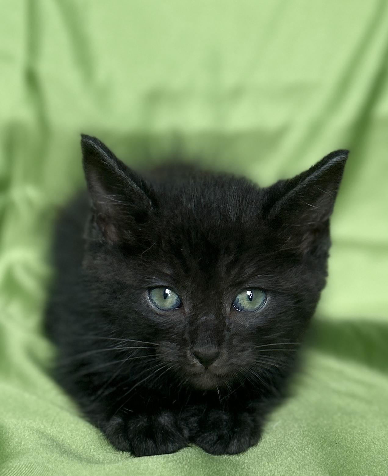 Enlarge SPARKY, a Adoptable Domestic Short Hair in Rowland Heights, CA image 3/3